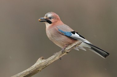 Avrasya alakargası (Garrulus glandarius