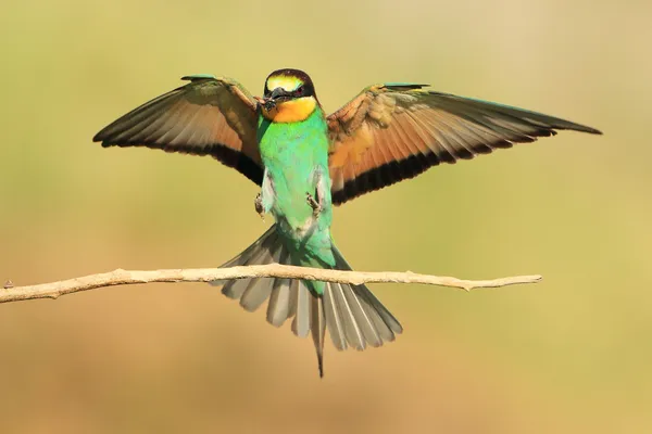 Avrupa bee-eaters arı kuşu apiaster