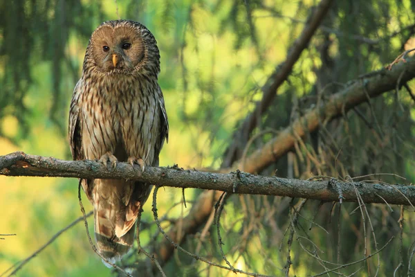 Ural owl (Strix uralensis) — Stock Photo, Image