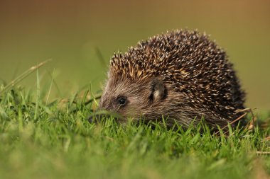 West European Hedgehog (Erinaceus europaeus) clipart