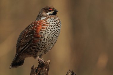 Tetraster bonasia, Hazel Grouse clipart