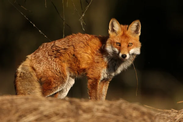 Fox vulpes vulpes — Stok fotoğraf
