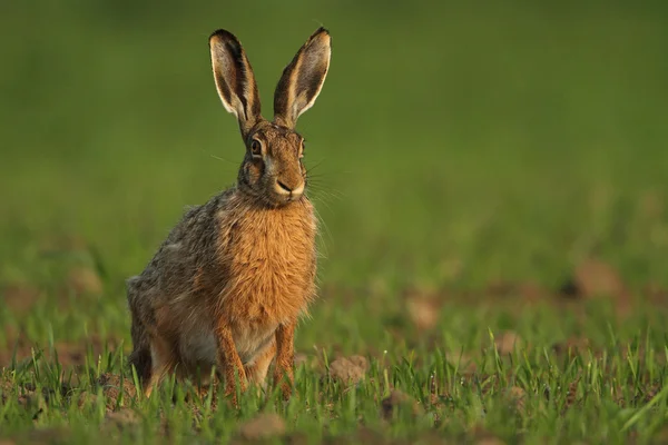 갈색 토끼 (토끼 europaeus 로열티 프리 스톡 사진