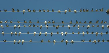 Kablodaki Kuşlar