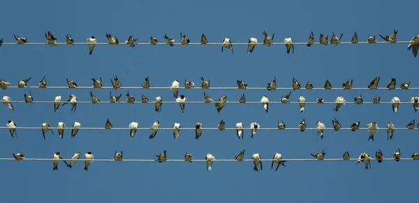 Птахи на дроті — стокове фото