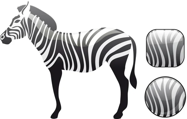 Zebra och zebra knappar — Stock vektor