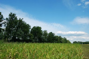 campo de cultivos y cielo azul