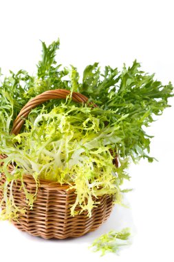 Escarole endive. clipart