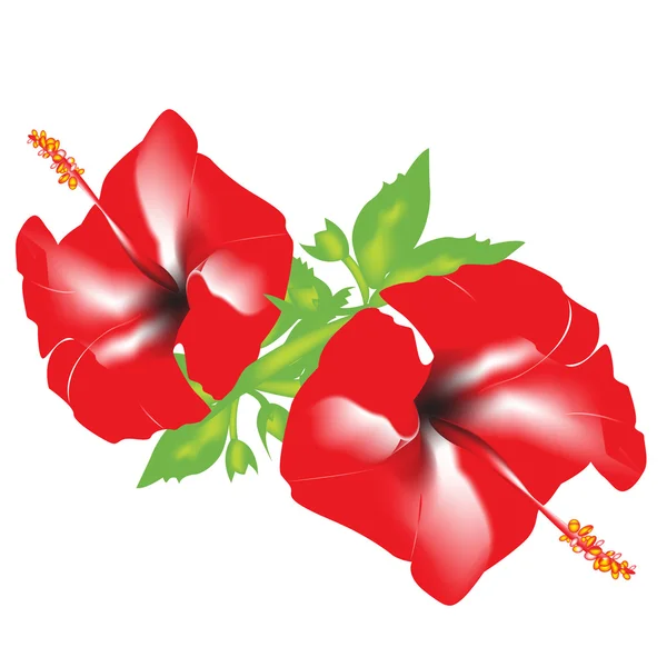 Flores vermelhas —  Vetores de Stock