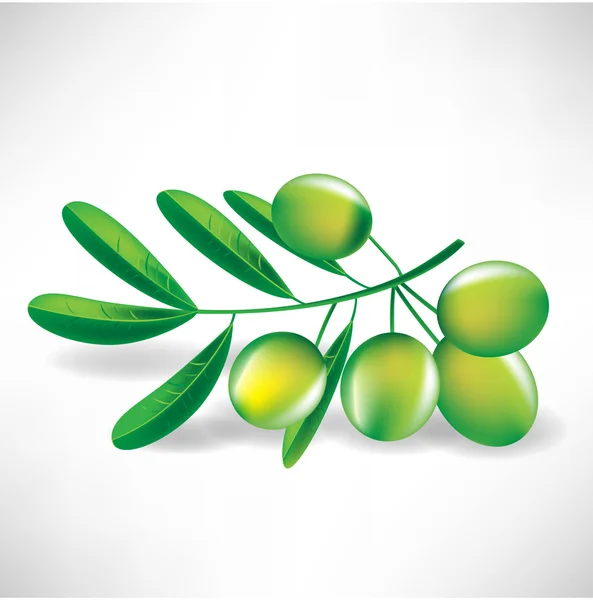 Оливкова гілка — стоковий вектор