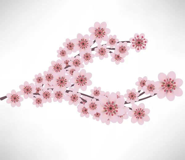 Branche de fleurs d'abricot — Image vectorielle