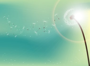 Dandelion in sunlight clipart