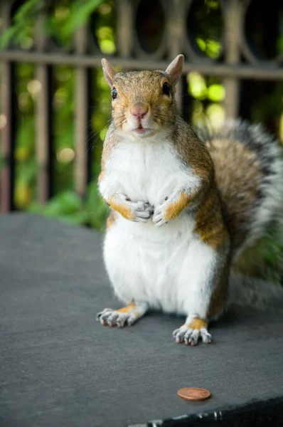 Wiewiórka z penny — Zdjęcie stockowe