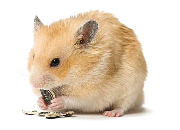Hamster zonnebloempitten eten — Stockfoto