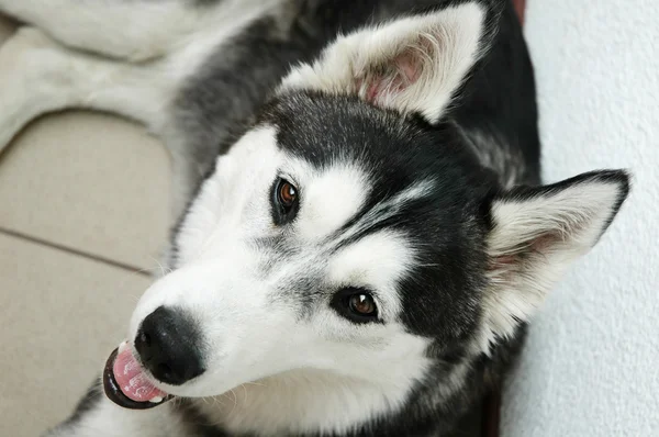 stock image Siberian Husky