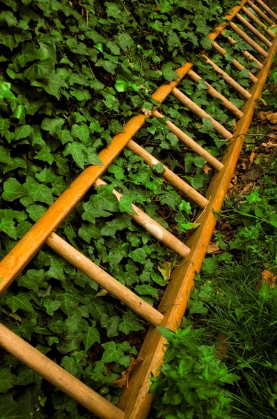 stock image Ladder and ivy