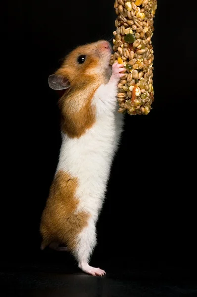 Hamster bereiken voor de menselijke voeding — Stockfoto