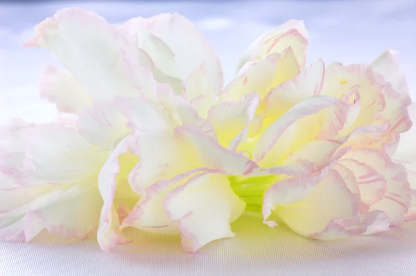 stock image Carnation petals