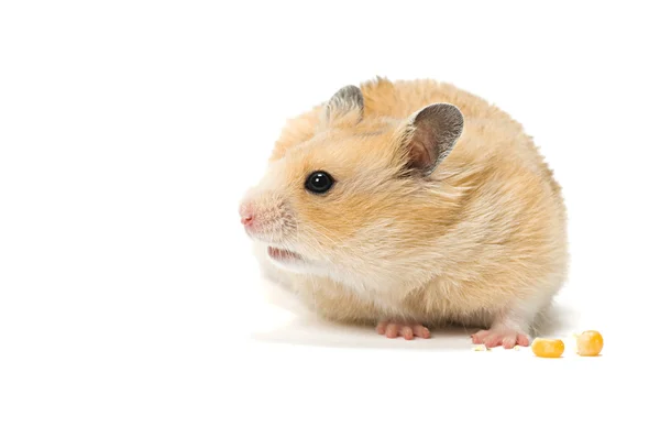 Hamster med majs frön — Stockfoto