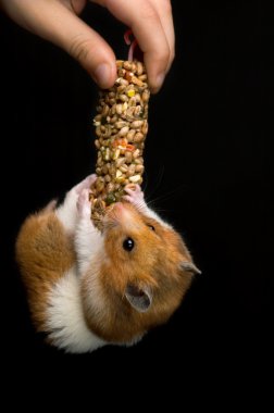 bir tedavi çubuğunda asılı mutlu hamster