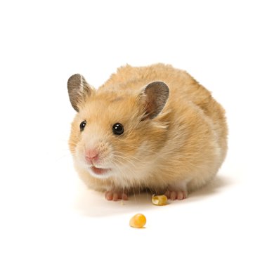 Alerted hamster clipart