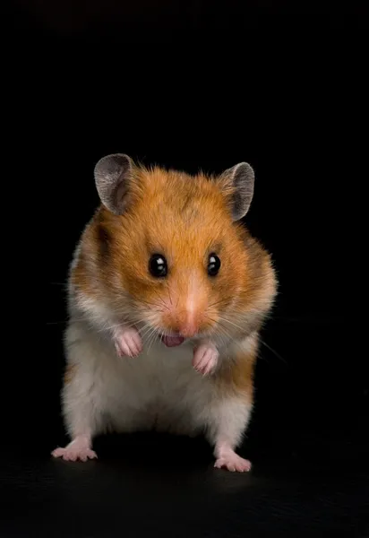 Hamster engraçado — Fotografia de Stock