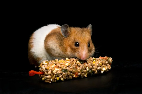 Hamster äter behandla bar — Stockfoto