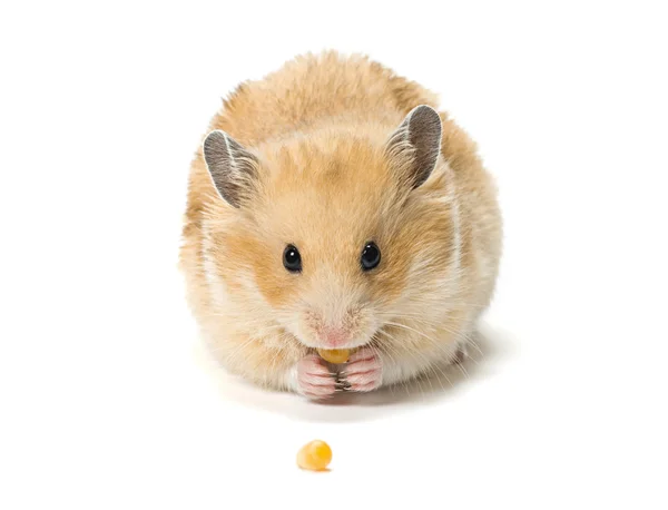 Hamster eating corn seeds — Stock Photo, Image