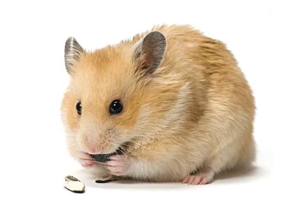 Hamster äter solrosfrön — Stockfoto
