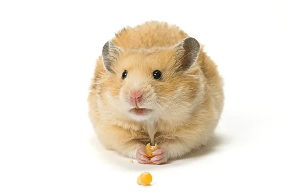 Hamster eten maïs zaden — Stockfoto