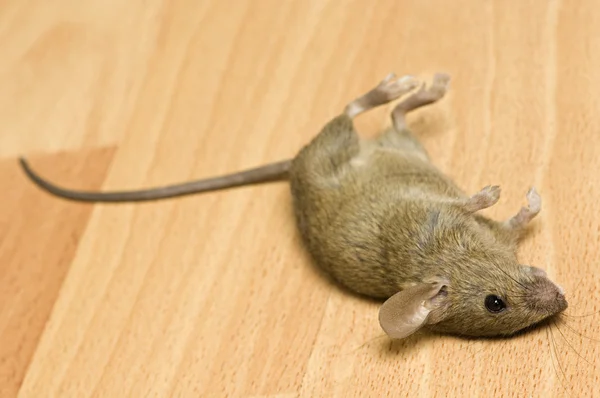 Мертву мишу — стокове фото