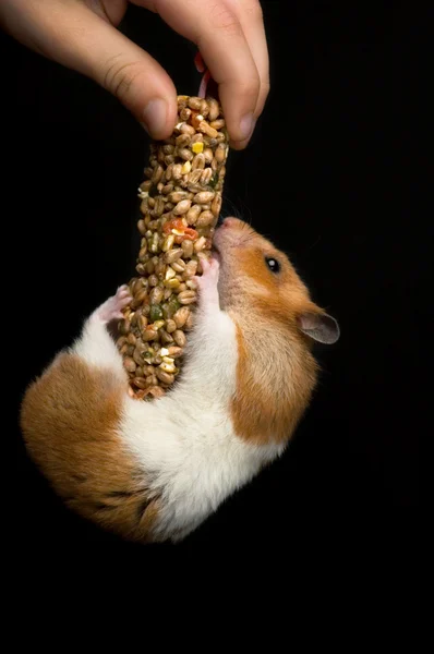 Feliz hamster pendurado em uma barra de guloseimas — Fotografia de Stock