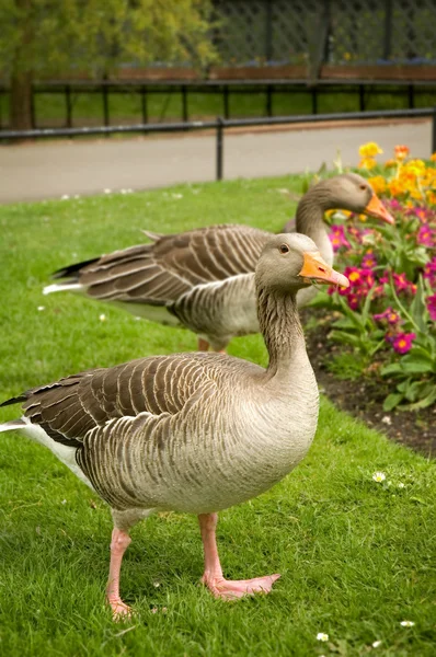 stock image Geese in the park