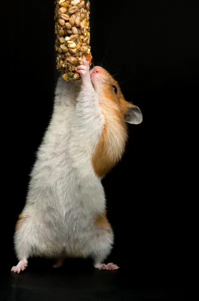 Escalada de hamster para comida — Fotografia de Stock
