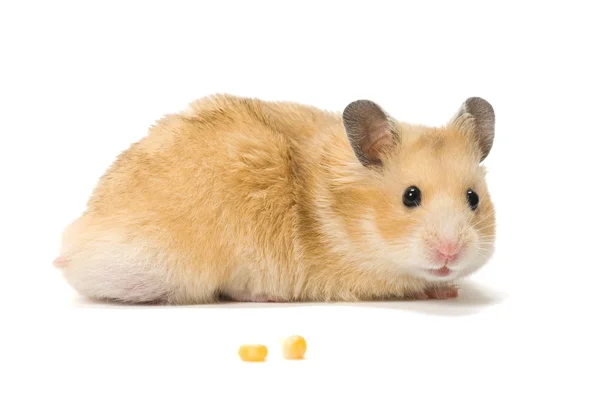 Hamster and corn seeds — Stock Photo, Image
