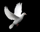 bílá holubice v letu 1