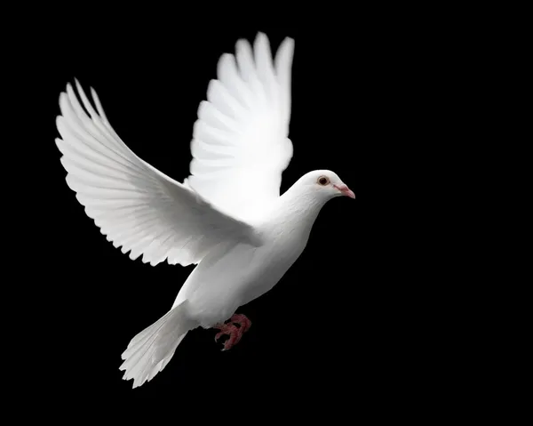 Weiße Taube in Flug 1 — Stockfoto