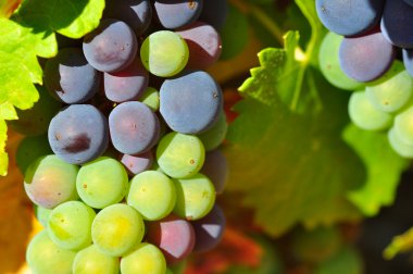 Violet and green wine grapes clipart