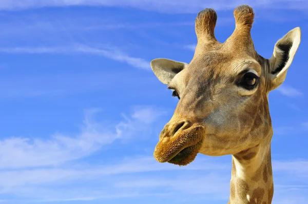 stock image Smiling Giraffe