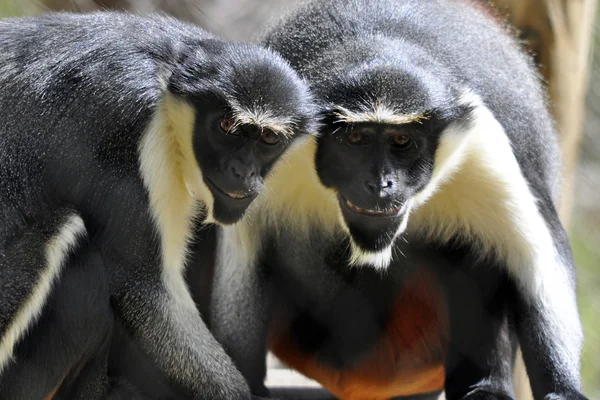 stock image Smiling Monkey