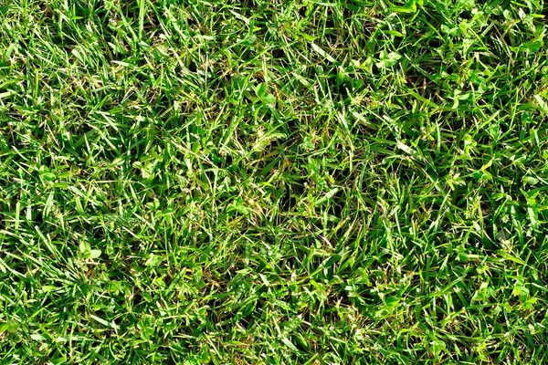 草的质感 — 图库照片