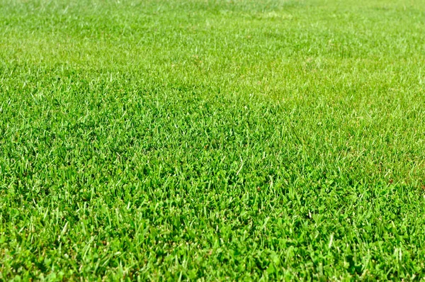 新鮮な草フィールド — ストック写真