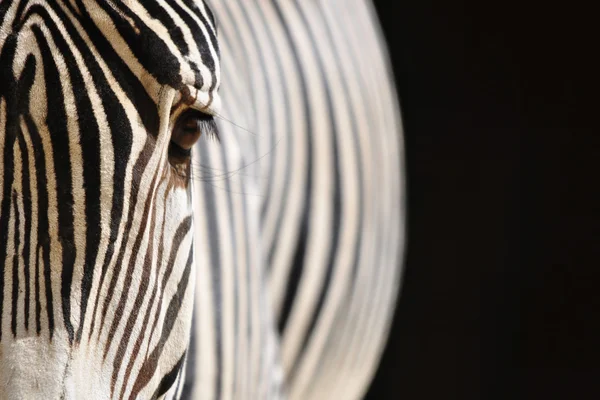 stock image Zebra in black background