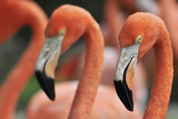 stock image Flamingos