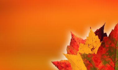 Autumn leaves orange background clipart