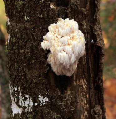 Ayı'nın baş diş mantar (Hericium kirpi)