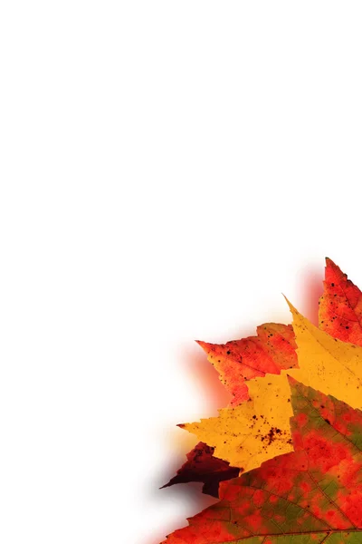 Осенние листья размыты — стоковое фото