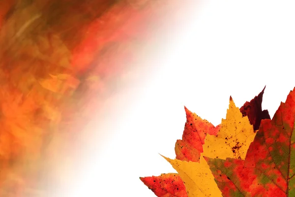Herbstblätter verblassten Hintergrund — Stockfoto