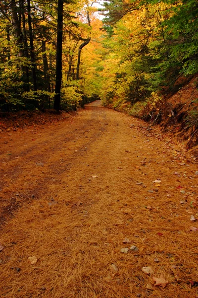Podzimní lesy silnice — Stock fotografie