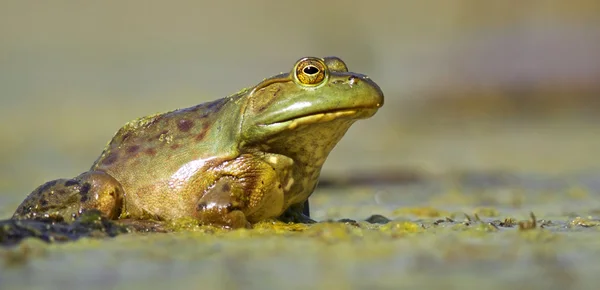 Widok na poziomie wody zielona żaba — Zdjęcie stockowe